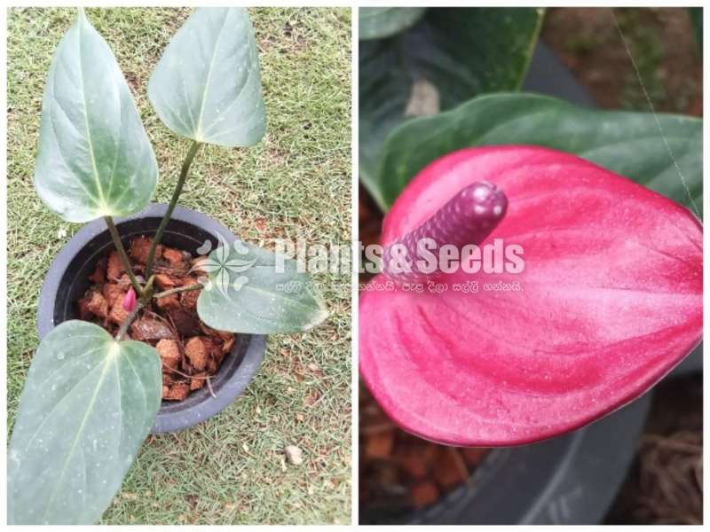Lady Jane Anthurium (ලේඩි ජේන් )