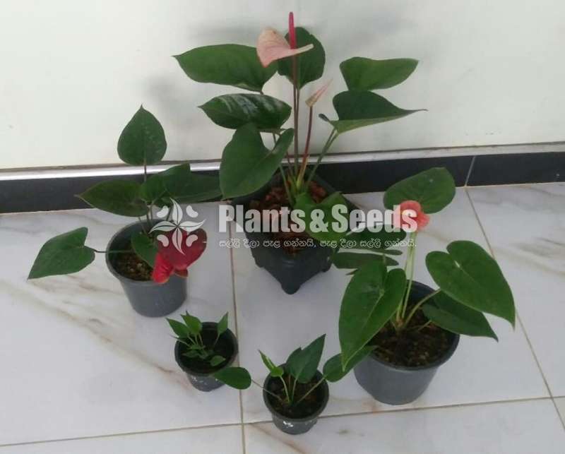  බ්ලැක් ලව් PACKAGE