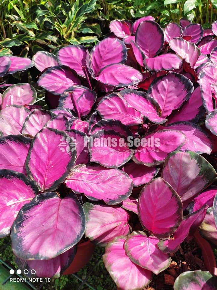 Calathea Rosy