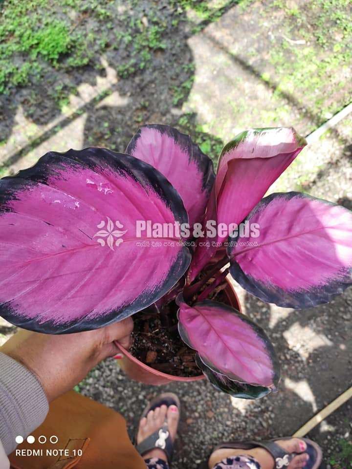 Calathea Rosy