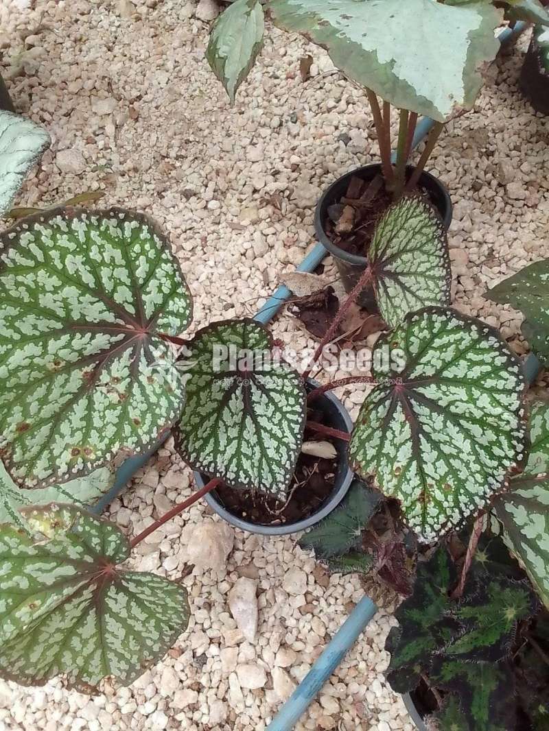 Begonias 8 plants for 1000