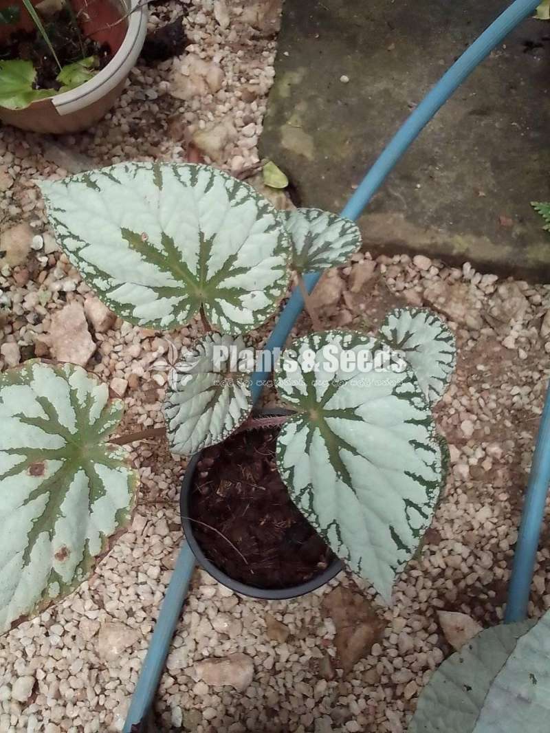 Begonias 8 plants for 1000