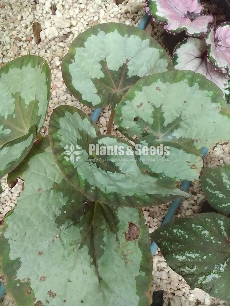 Begonias 8 plants for 1000