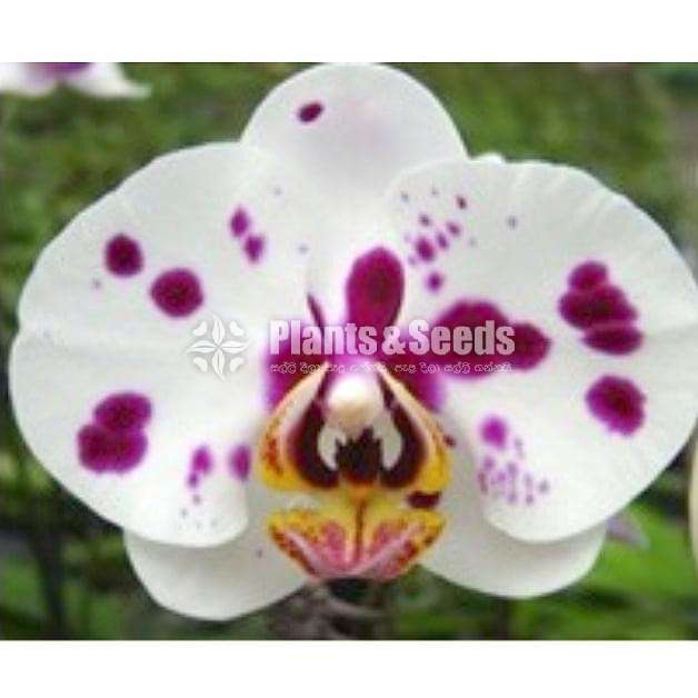  Blooming size Phalaenopsis Orchids  (පැලනොපිසිස් )