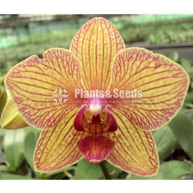  Blooming size Phalaenopsis Orchids  (පැලනොපිසිස් )