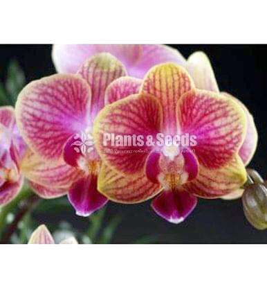  Blooming size Phalaenopsis Orchids  (පැලනොපිසිස් )