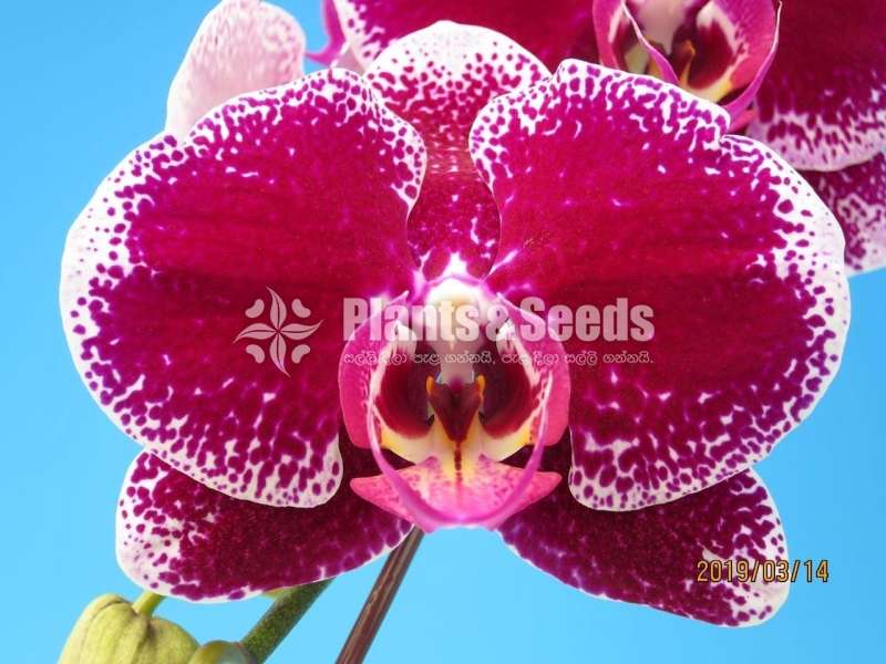  Blooming size Phalaenopsis Orchids  (පැලනොපිසිස් )