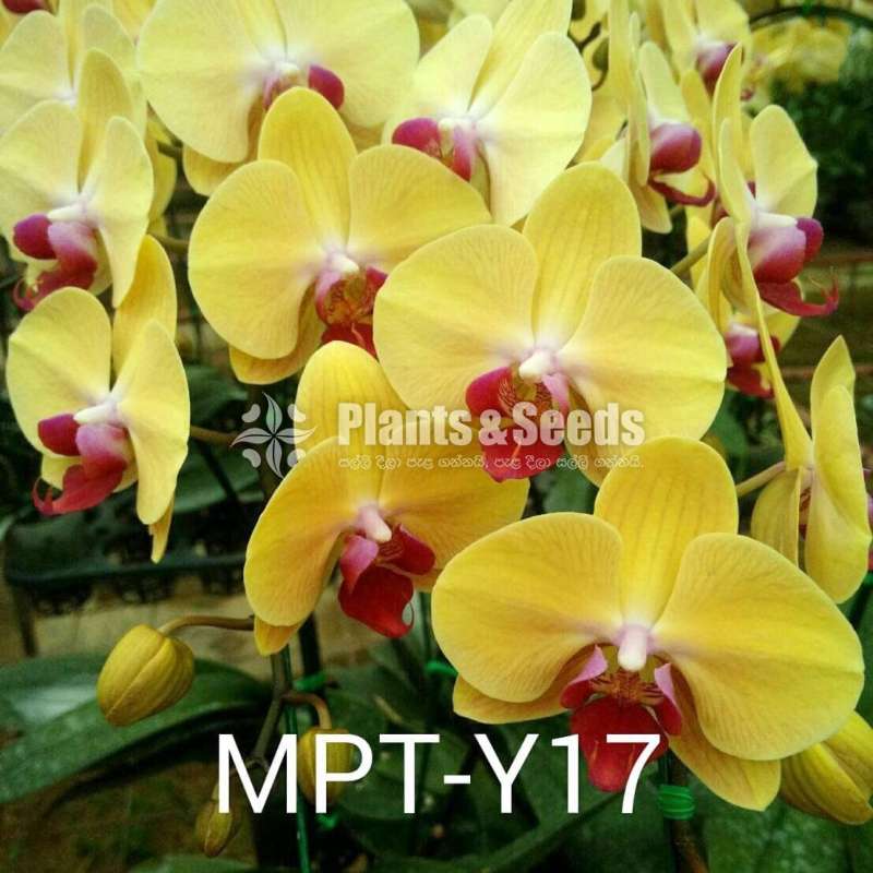  Blooming size Phalaenopsis Orchids  (පැලනොපිසිස් )
