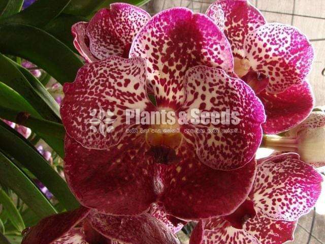 Vanda with Flowers (වැන්ඩා )