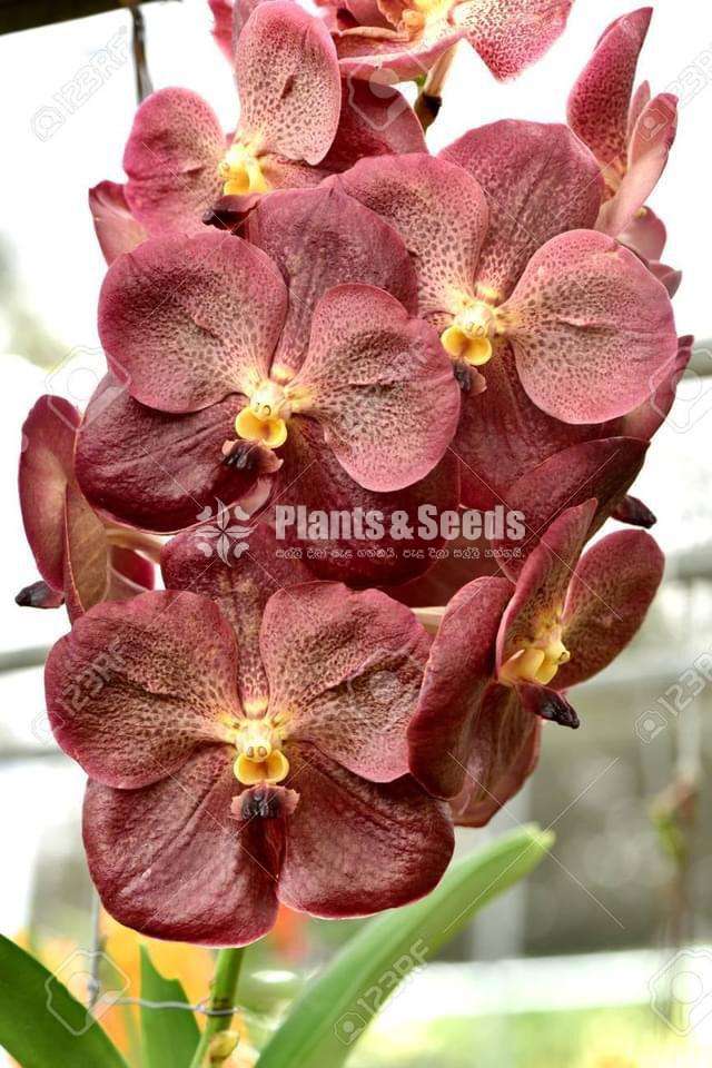 Vanda with Flowers (වැන්ඩා )