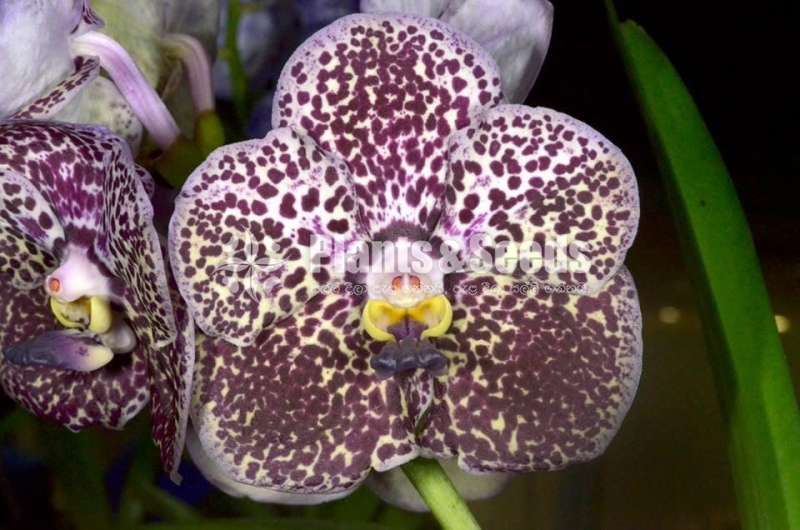 Vanda with Flowers (වැන්ඩා )