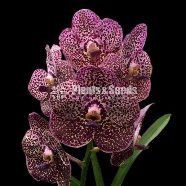 Vanda with Flowers (වැන්ඩා )