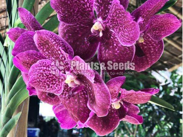 Vanda with Flowers (වැන්ඩා )