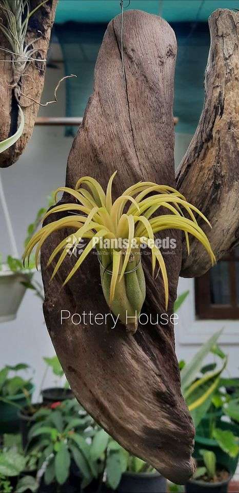 Air Plants