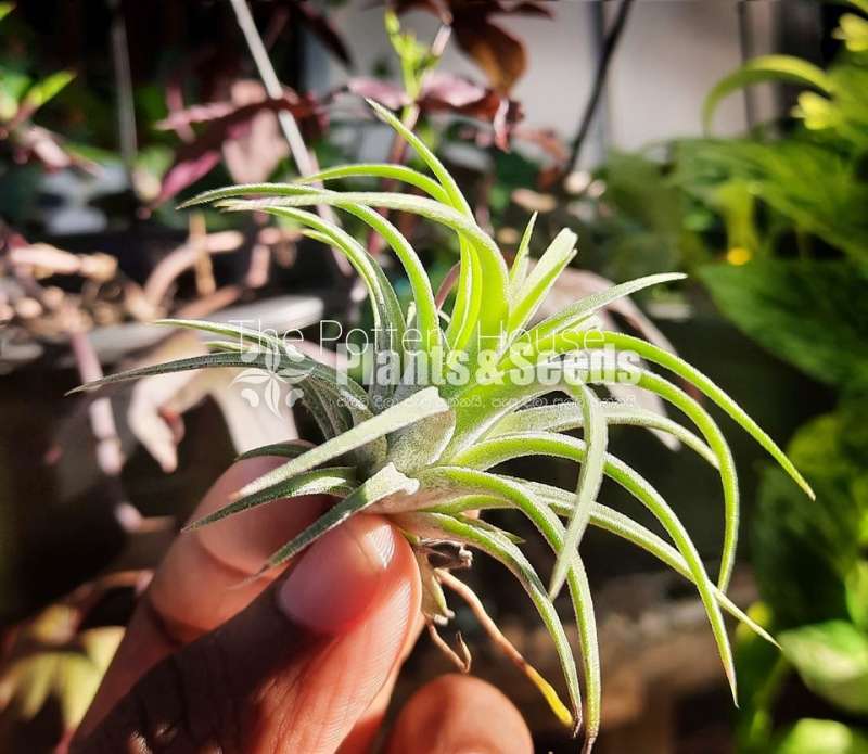 Air Plants