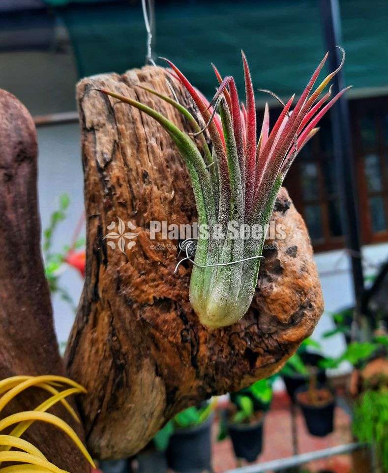 Air Plants