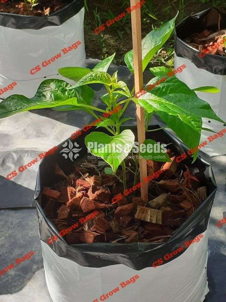 UV  Grow Bags