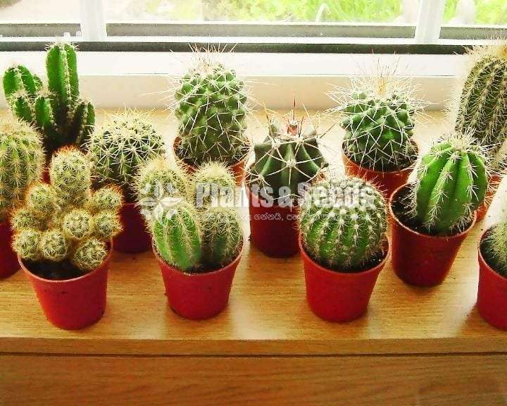 Echinops and proliferate Cactus (Nipple cactus)