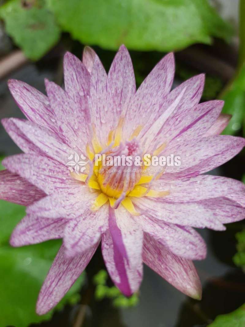 Pink Suwanna Water Plant