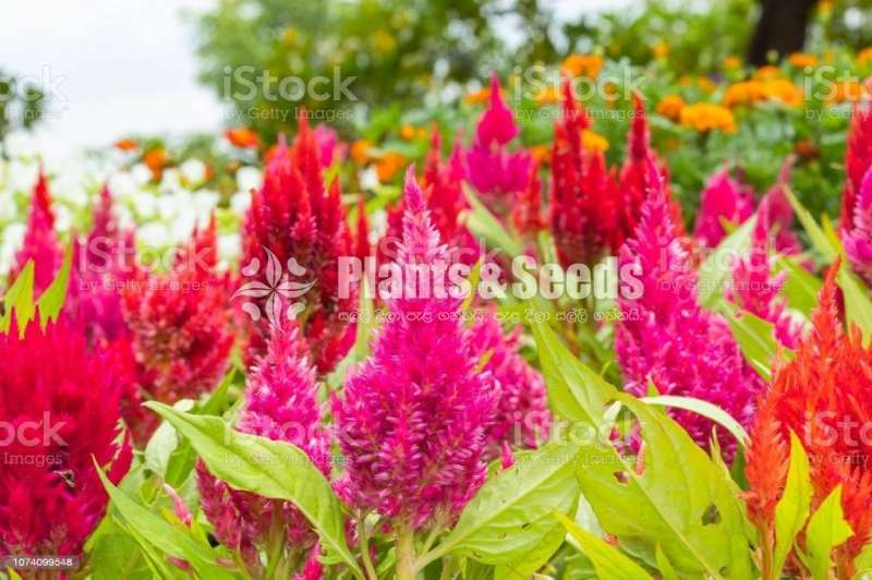  Celosiya Seeds (සෙලොසියා )