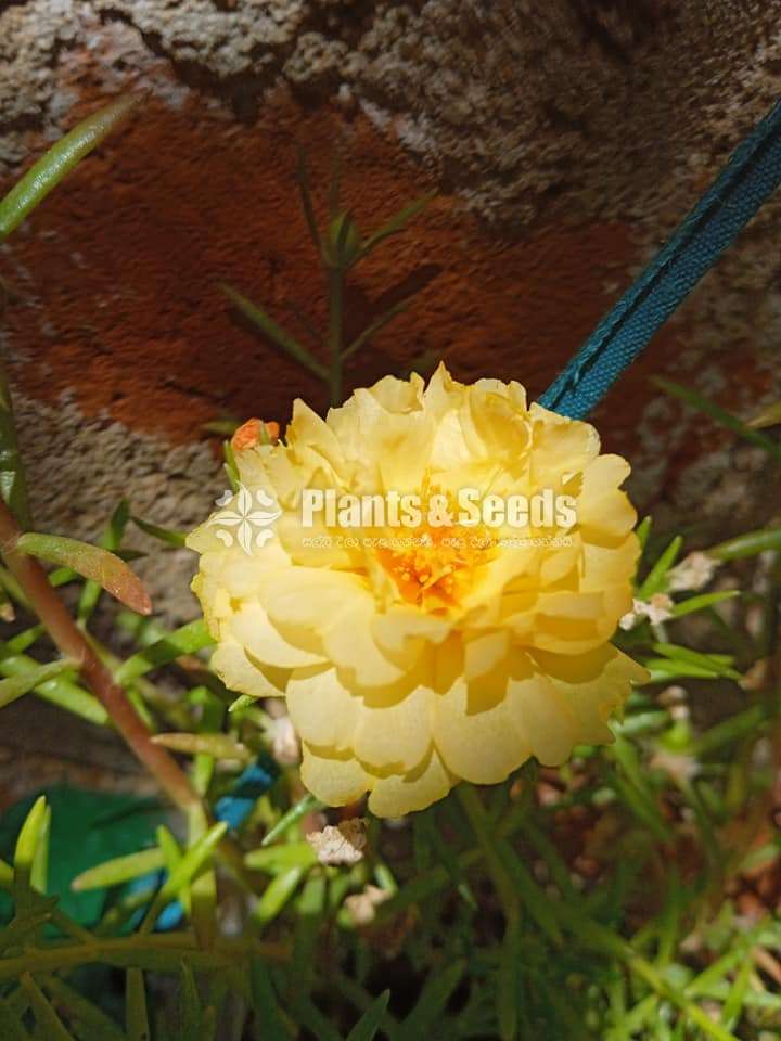 Japan Rosa