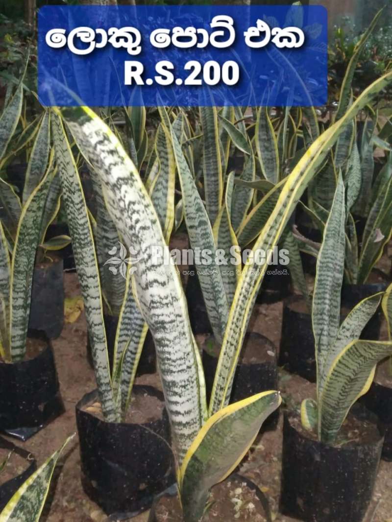 Sansevieria (Snake Plants)