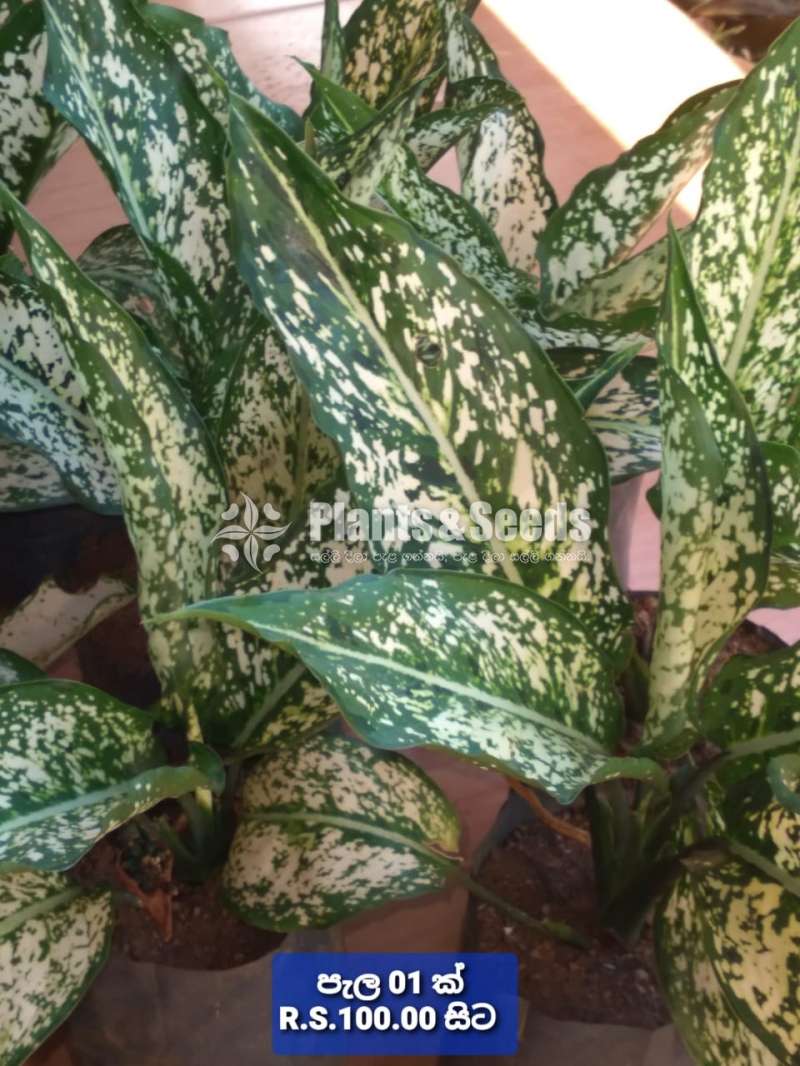 Aglaonema Plants Collection
