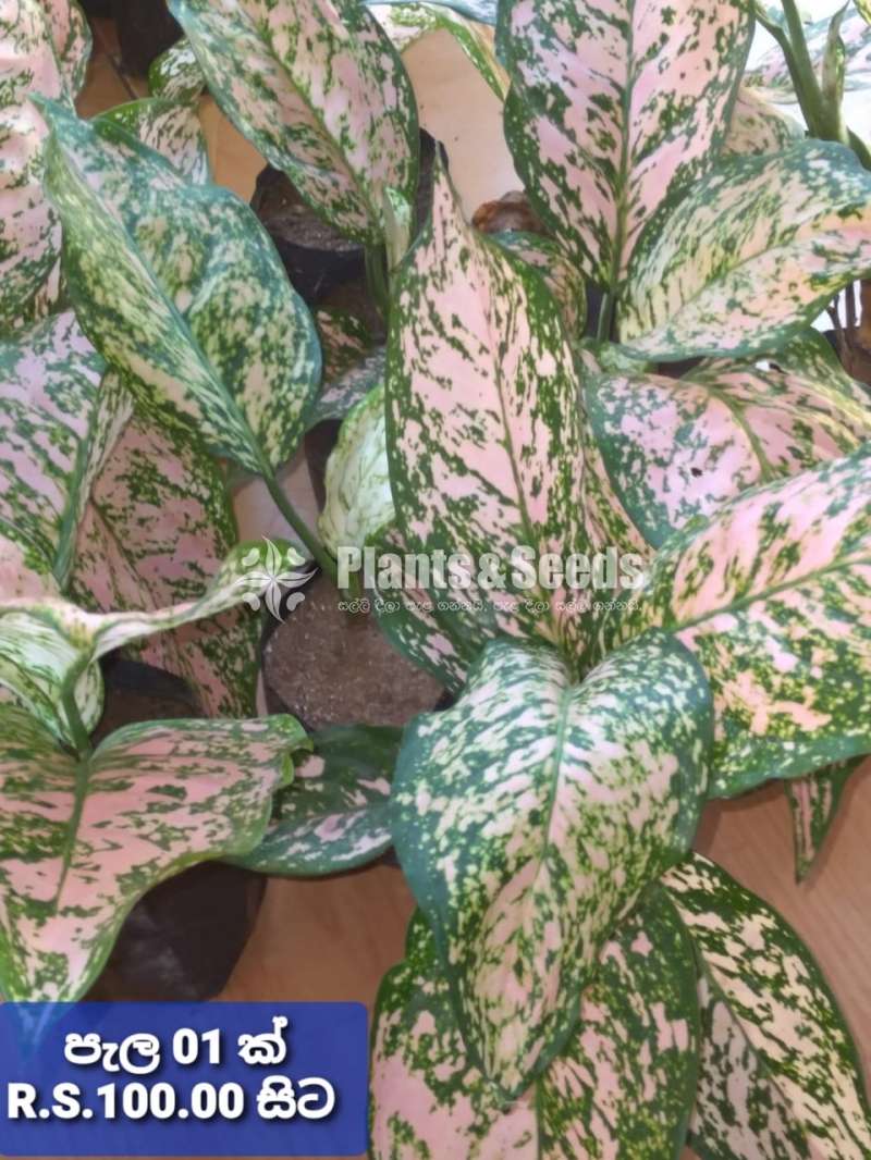 Aglaonema Plants Collection