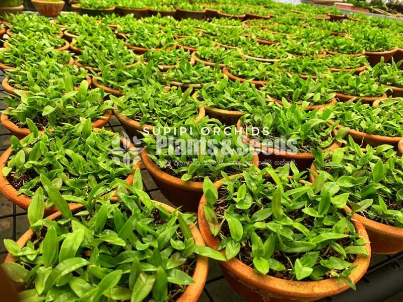  Dendrobium Seeds Plants (Hybridization )-Compot