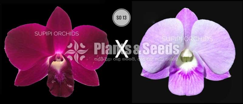  Dendrobium Seeds Plants (Hybridization )-Compot