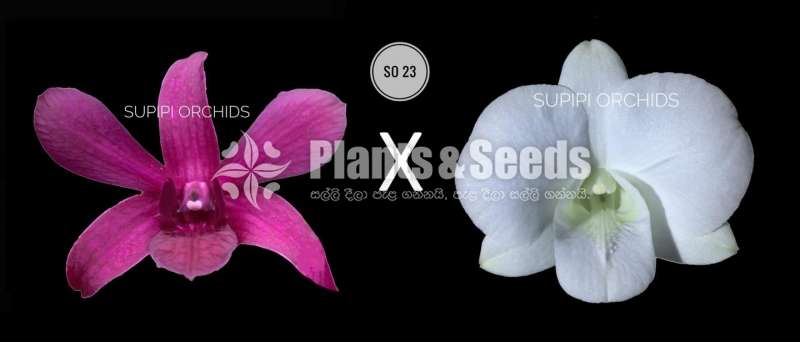  Dendrobium Seeds Plants (Hybridization )-Compot
