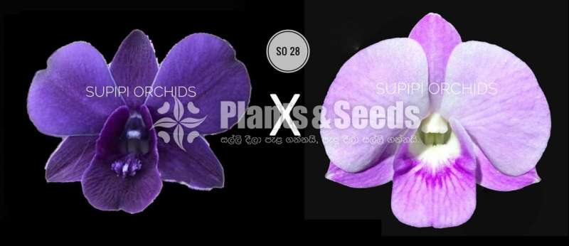  Dendrobium Seeds Plants (Hybridization )-Compot