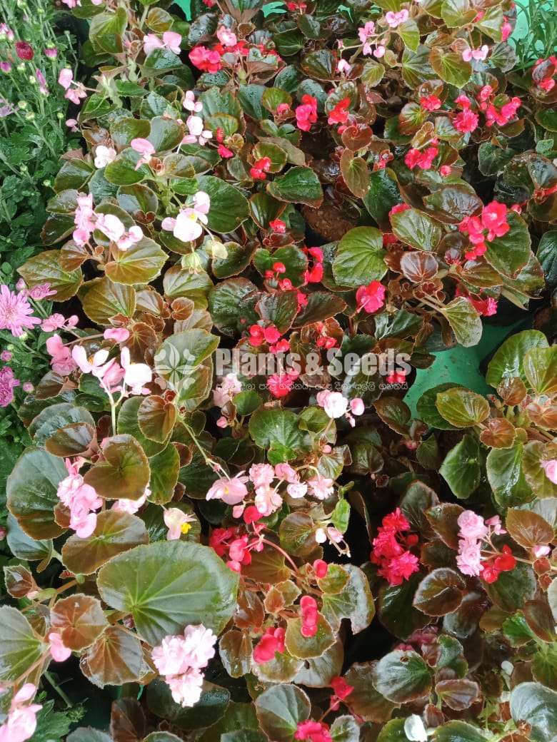 Episcia 