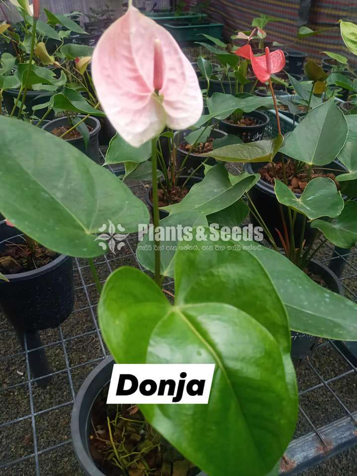 Anthurium Package 7000