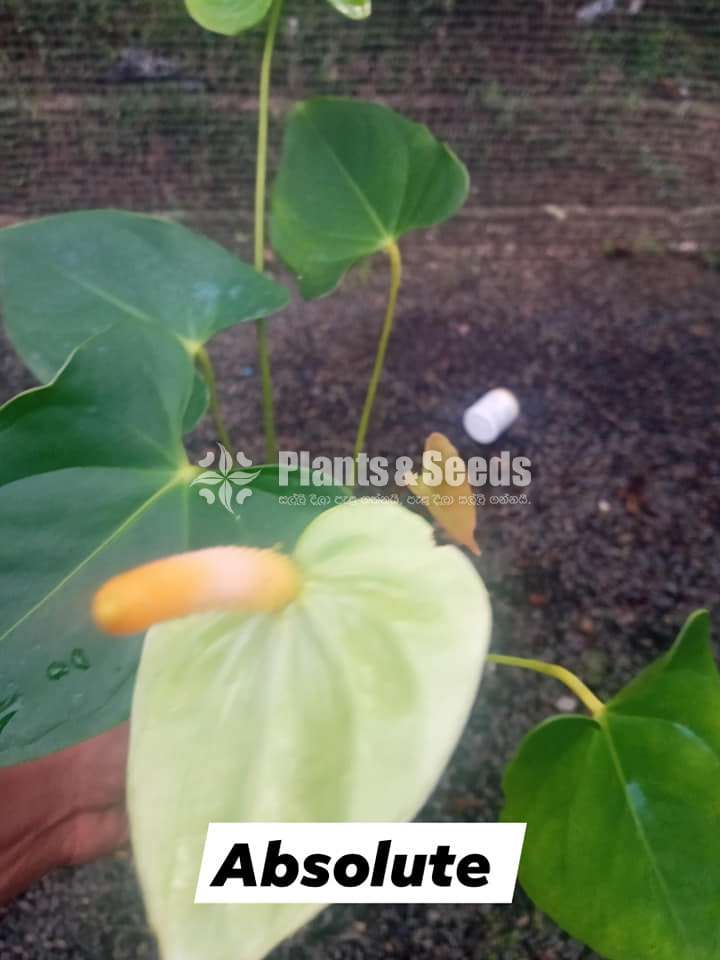Anthurium Package 7000