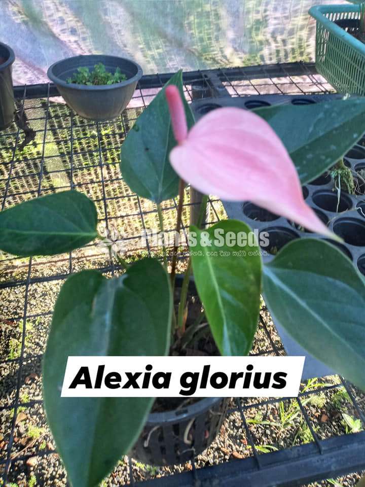 Anthurium Package 7000