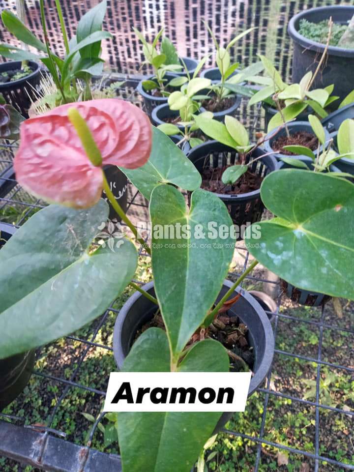 Anthurium Package 7000
