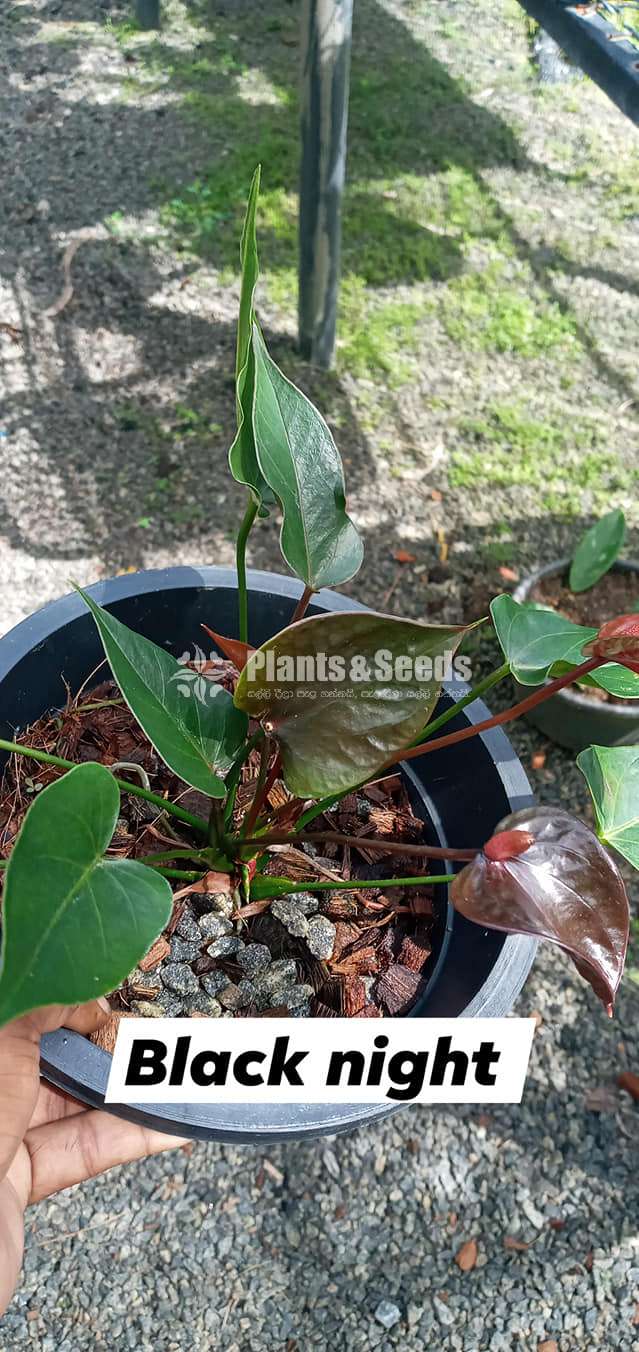 Anthurium Package 7000