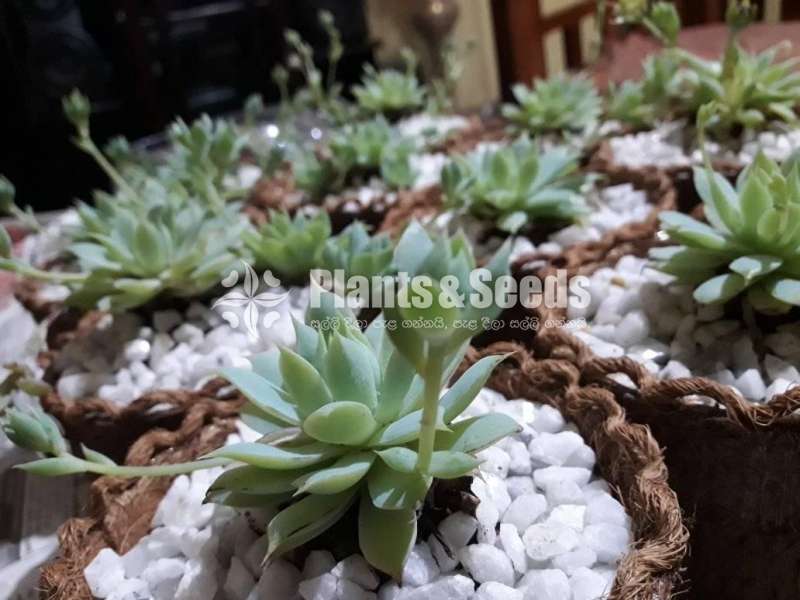 Coir containers(කොහු බඳුන් )