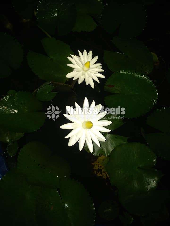 Daily blooming Manel Package 