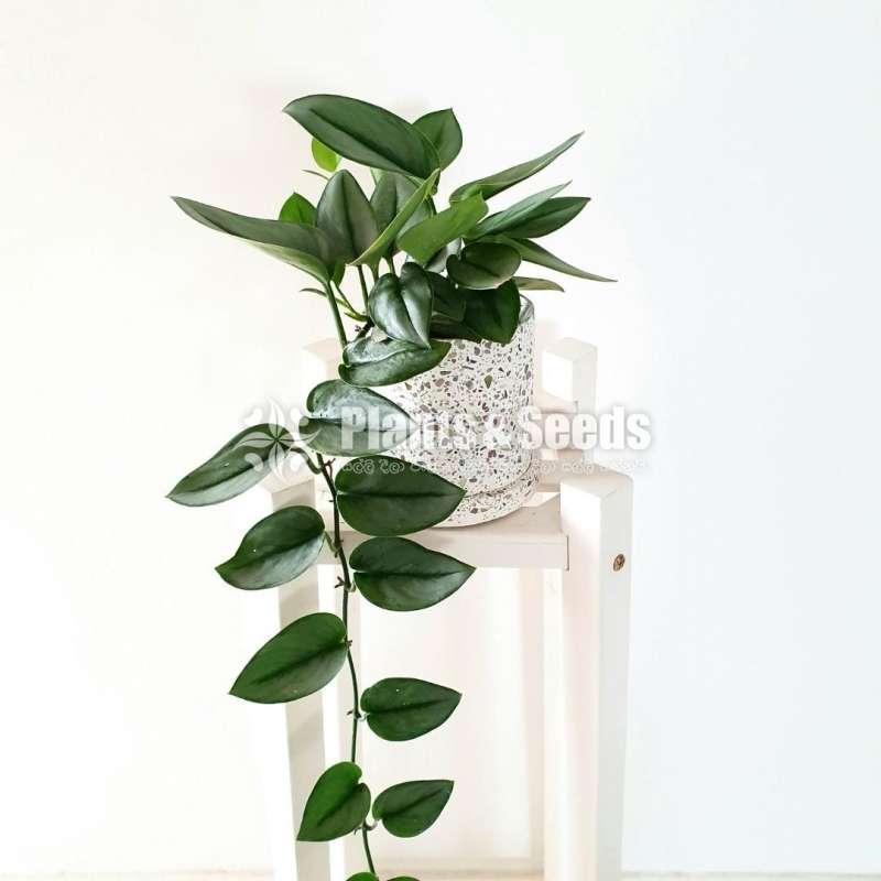 Hanging Plant-Moonlight
