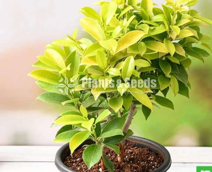 Fiucas panda plant 