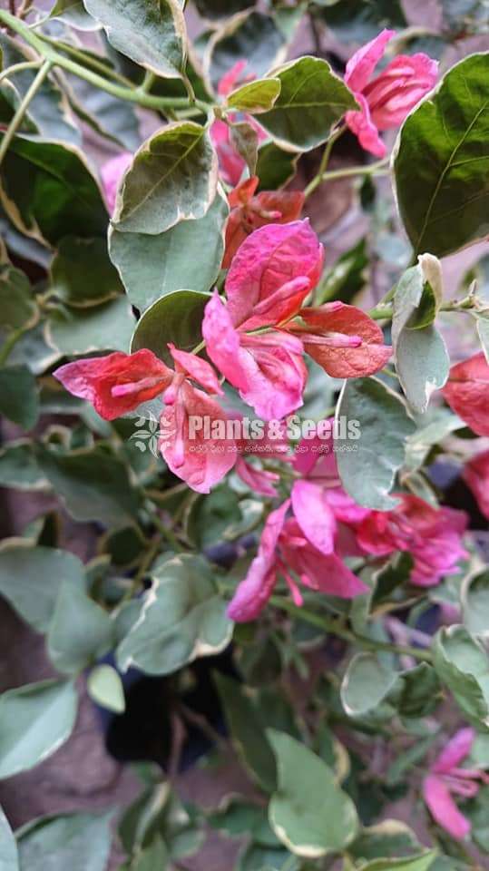 Boganvila(බෝගන්විලා)