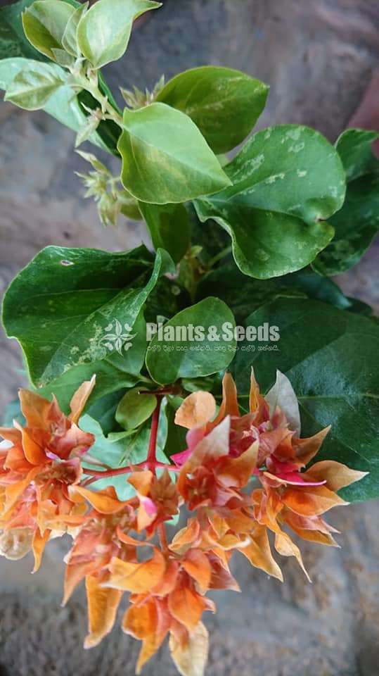 Boganvila(බෝගන්විලා)