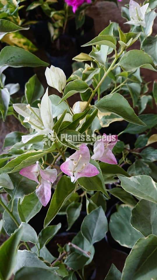 Boganvila(බෝගන්විලා)