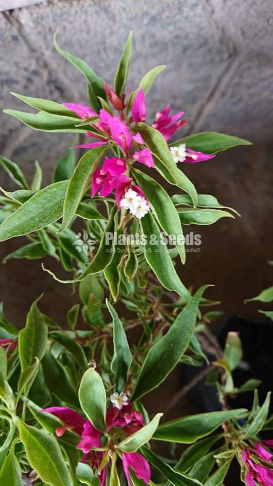 Boganvila(බෝගන්විලා)