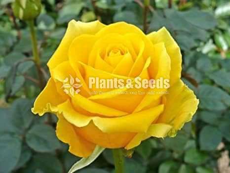 Roses (වර්ණ රැසකින් )