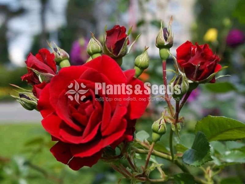 Roses (වර්ණ රැසකින් )