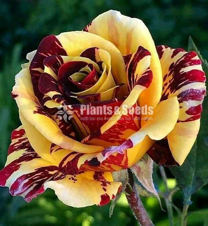 Roses (වර්ණ රැසකින් )