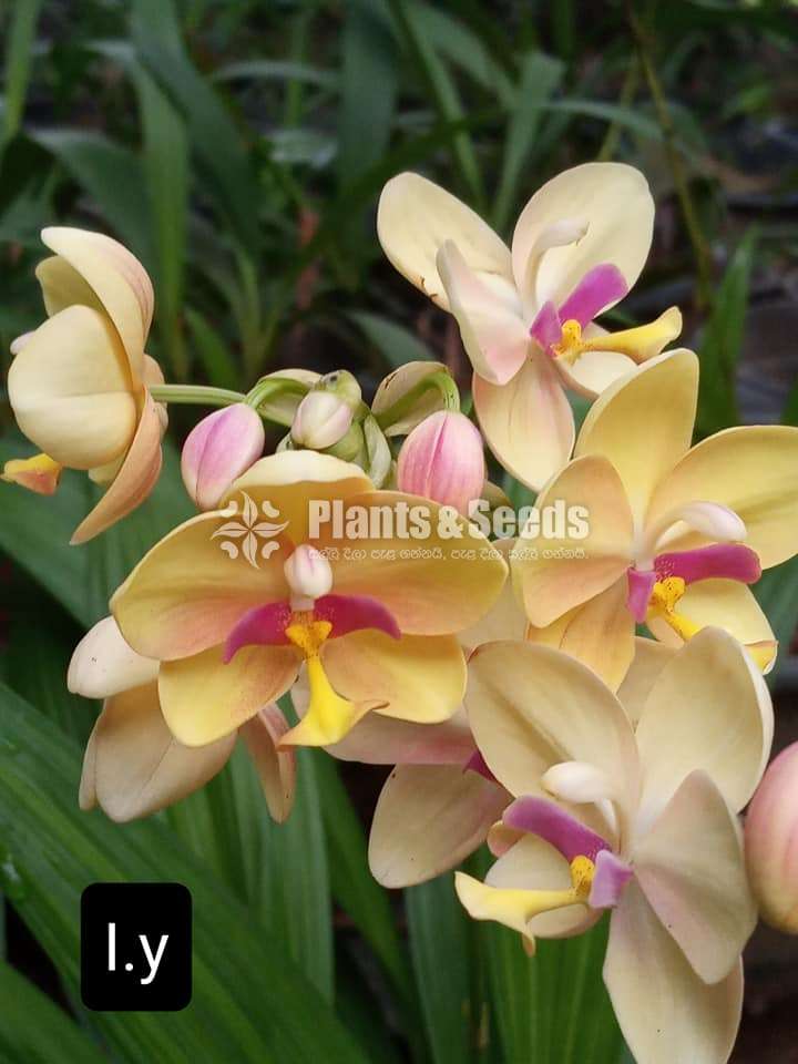 Orchids 